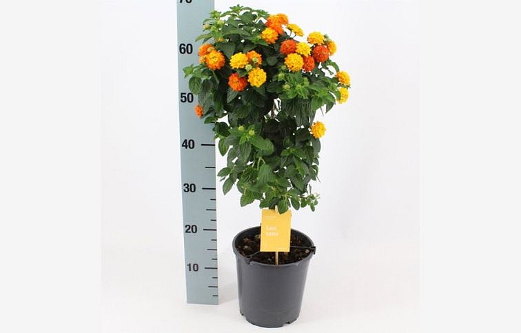Lantana Orange na kmienku, výška 60-70cm, kont. p19