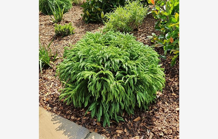 Kryptoméria japonská GLOBOSA NANA, výška cca 30cm, priemer 30-50 cm, kont. 10 l