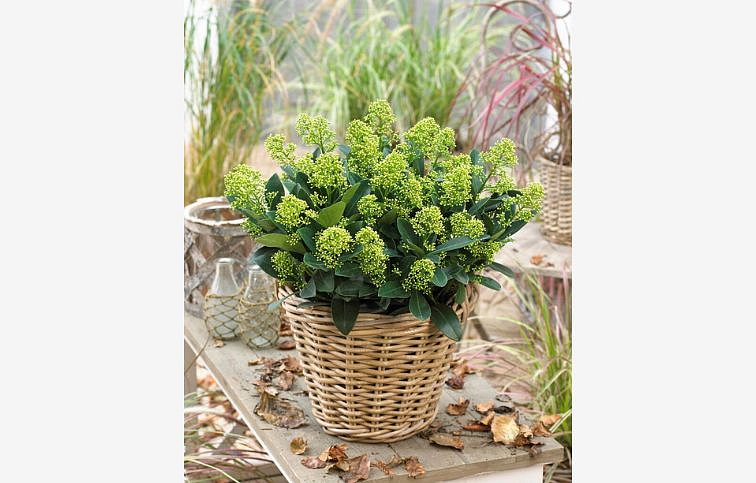 Skimia japonská Finchy 20-30 cm, kont. p10,5