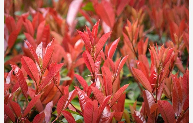 Červienka fraserová Little Red Robin 15-25 cm, kont. p11