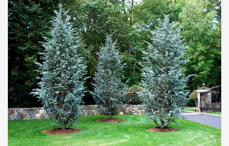 Céder atlantský GLAUCA 150-170 cm rozvetvený, kont. 20-25 l