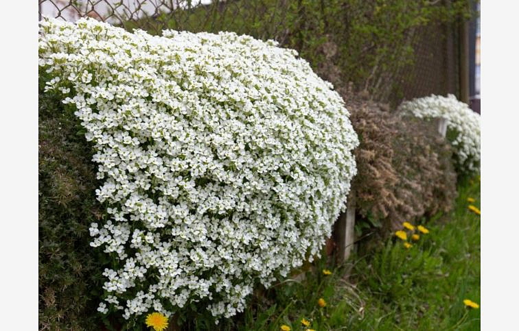 Tarička White biela - Aubrieta, kont. p12