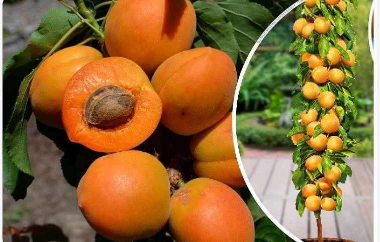 Marhuľa stĺpovitá Kompakta, podpn. myrobalán, voľnok.