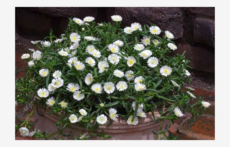 Poludňovka Wheels of Wonder White - Delosperma, kont. 0,5 l
