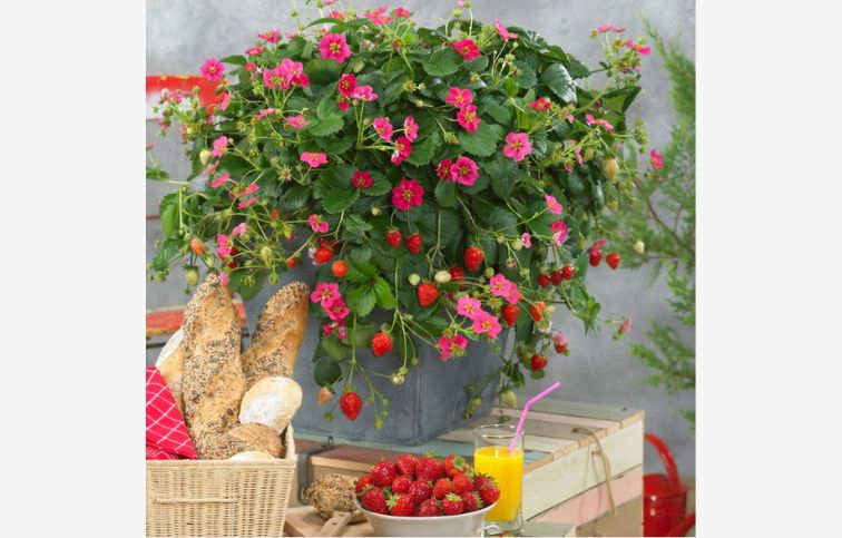 Jahoda previsnutá stálerodiaca Toscana - Fragaria, kont. 0,5 l