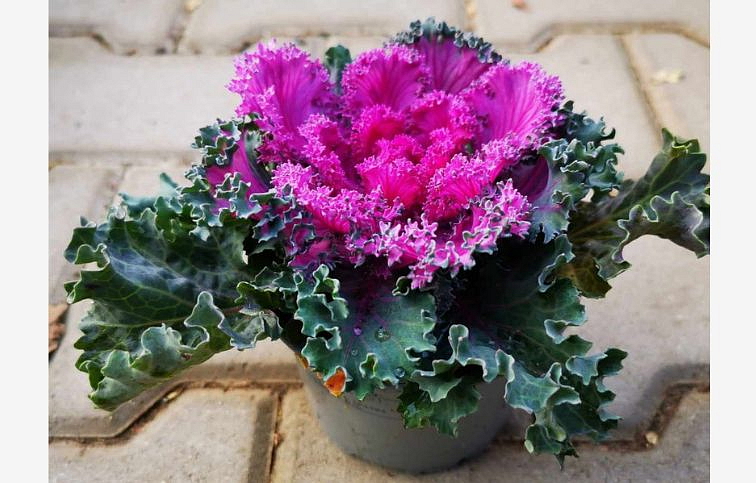 Okrasná kapusta kučeravá fialová, kont. p10,5