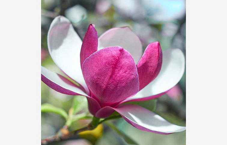 Magnólia March Till Frost 90-120cm, kont. 7 l