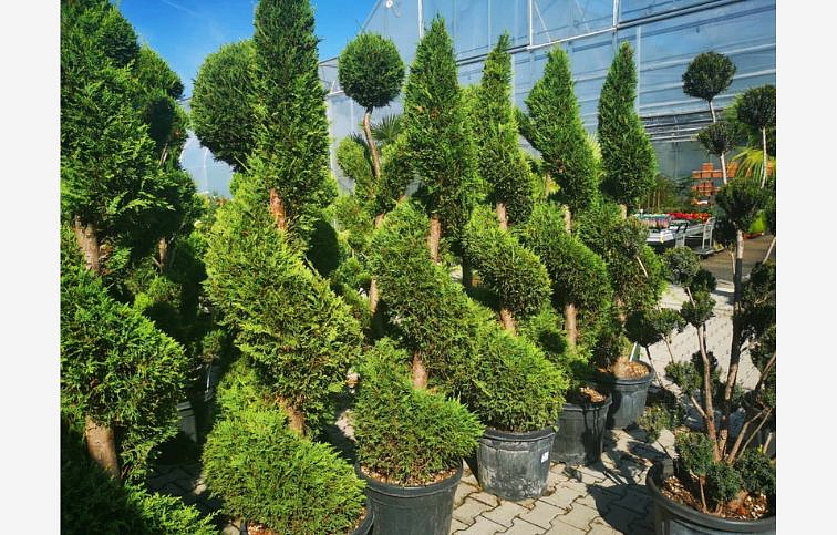 Cyprusovec leylandský špirála 200-220 cm, kont. 35-45l