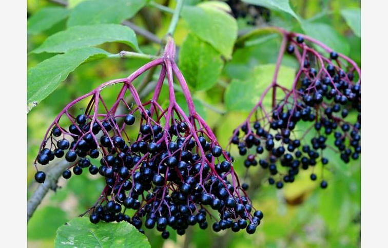 Baza čierna Black Tower 30-50cm, kont. 4 l