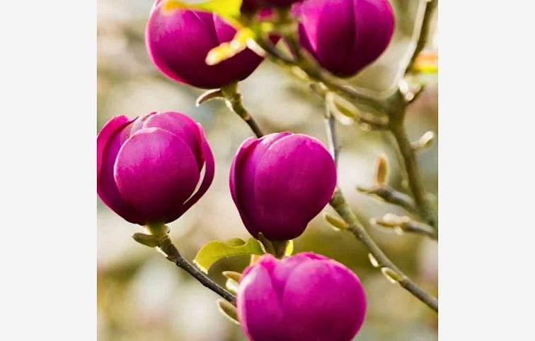 Magnólia hybridná Black Tulip 140-160cm, kont. 10 l