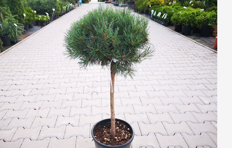 Borovica lesná WATERERI NANA na kmienku 70-80 cm, kont. 9 l