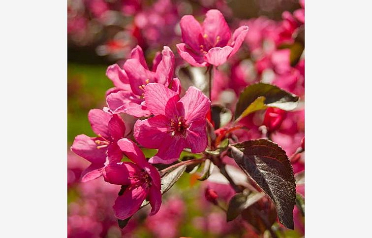 Okrasná jabloň Royal Beauty na kmienku 90-110 cm, kont. C2