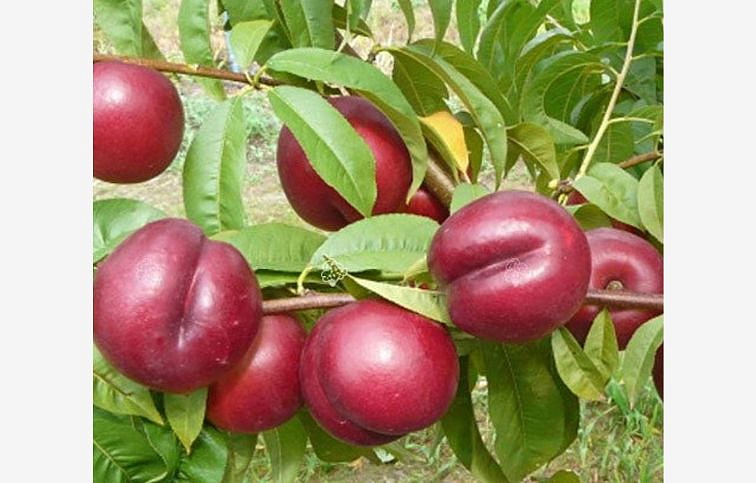 Nektárinka Harco, podp. Rakonieviczká, voľnok.