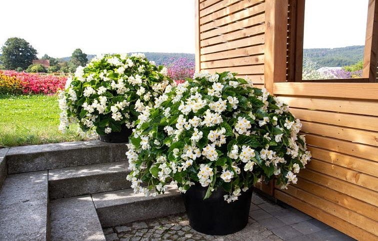 Begónia Big White, Green leaf - Begonia benariensis, kont. 0,5 l