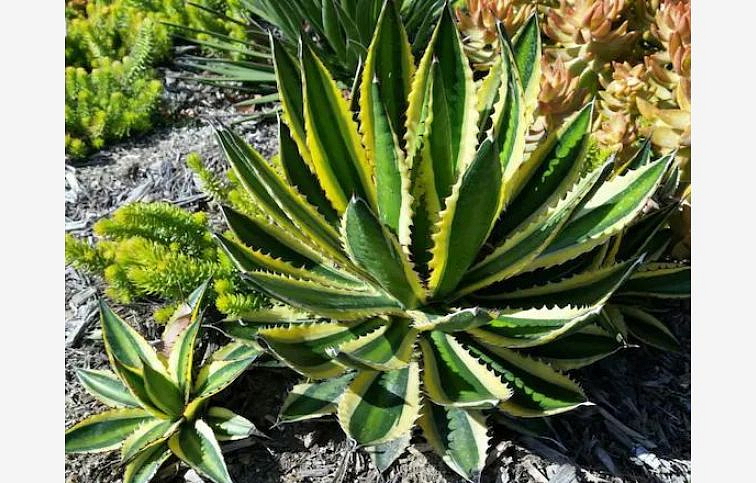 Agave LOPHANTA QUADRICOLOR 15-20 cm, kont. 9 l