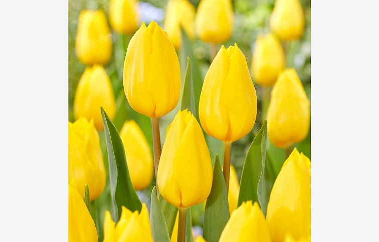 Tulipán Strong Gold 3 ks v kont. 0,5 l