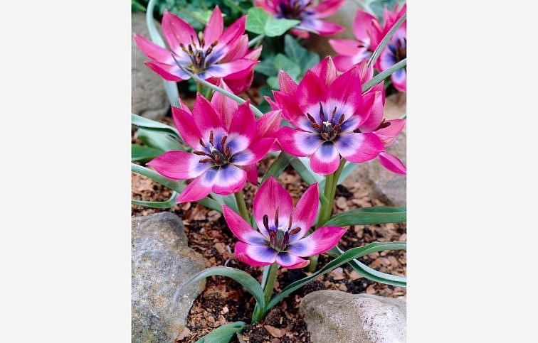 Tulipán botanický Little Beauty 10 ks v balení