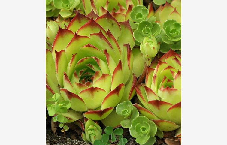 Skalnica Taurus - Sempervivum, kont. 0,5 l