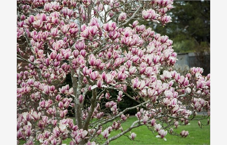 Magnólia Soulangova na 80-90cm kmienku, výška 130-150cm, kont. 15 l