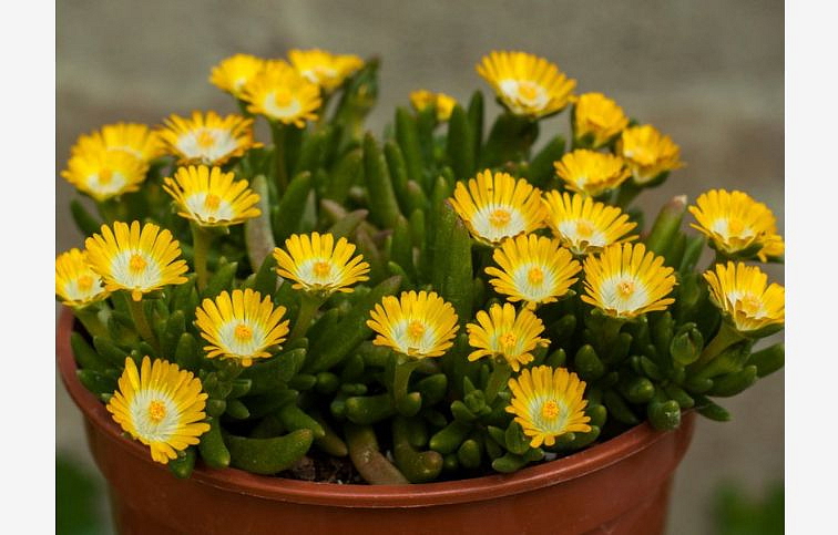 Poludňovka Jewel of Desert Peridott - Delosperma, kont. 0,5 l