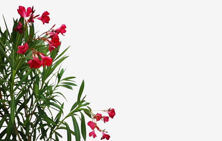 Oleander červený na kmienku Jannoch 80-100cm, kont. 5 l