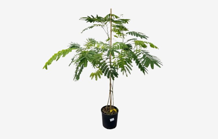 Albízia voňavá Ombrella Boubri Multikmeň 120-160cm, kont. 12 l