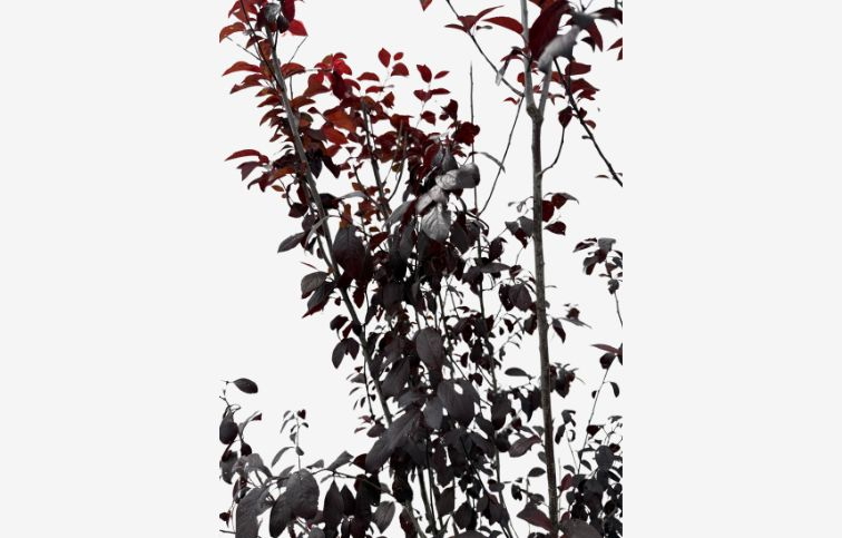 Okrasná slivka PISSARDI NIGRA multikmeň 170-200cm, kont. 25 l