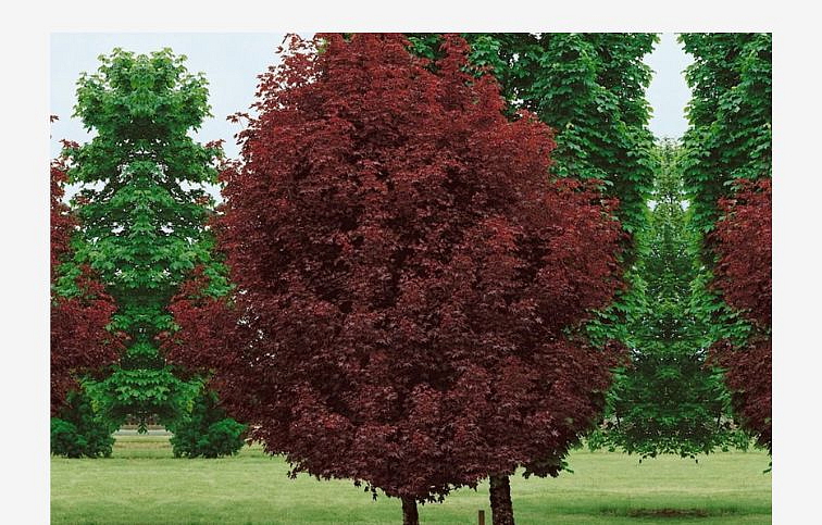 Javor mliečny CRIMSON SENTRY 200-250 cm rozvetvený, kont. 30 l