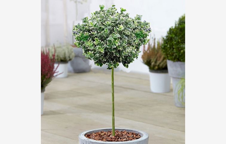 Bršlen fortuneov Emerald Gaiety na cca 80 cm kmienku, výška 100-120 cm, kont. C4