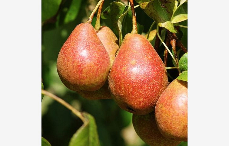 Hruška Favoritka, podp. Kaukazská hruška, voľnok.