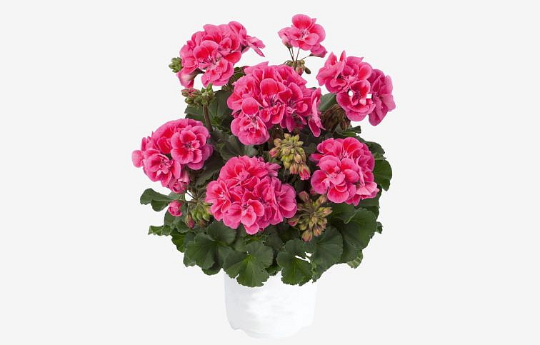 Muškát vzpriamený Trendix Rose Eye - Pelargonia, kont. 0,7 l