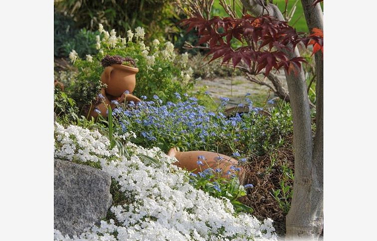 Flox šidlolistý White Delight - Phlox subulata, kont. 0,5 l