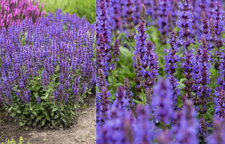 Šalvia hájna Sensation Deep Blue Imp. - Salvia nemorosa, kont. 0,5 l