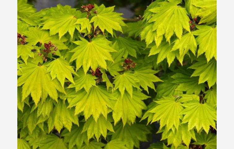 Javor japonský Aureum na kmienku 70-90cm, kont. C2