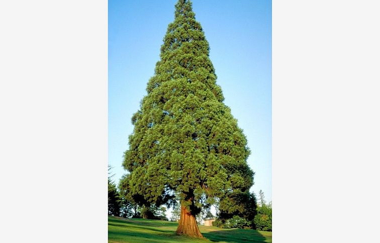 Sekvojovec mamutí 180-200 cm - Sequoiadendron giganteum, kont. 25 l
