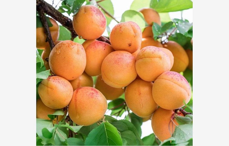 Marhuľa Hargrand podpník myrobalán, voľnok.