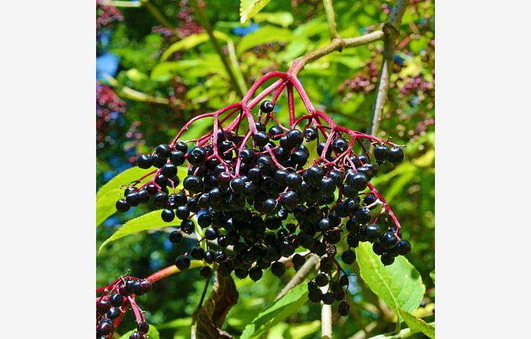 Baza čierna Black Beauty 20-40 cm, kont. 3 l