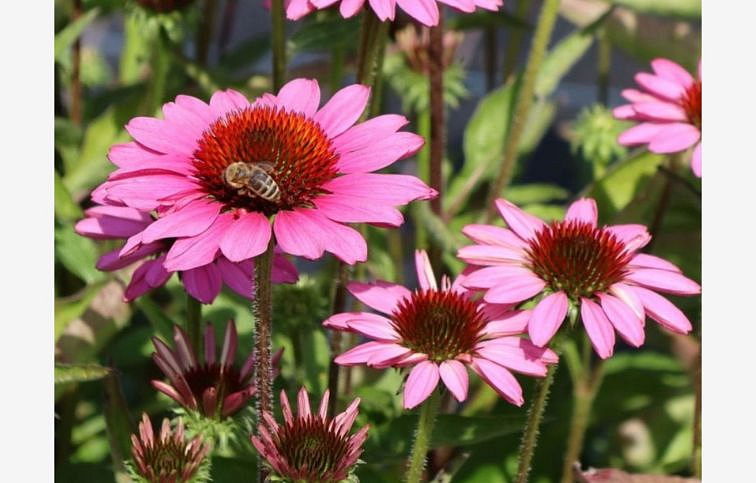 Echinacea purpurová SunMagic Vintage Pink, kont. 1 l