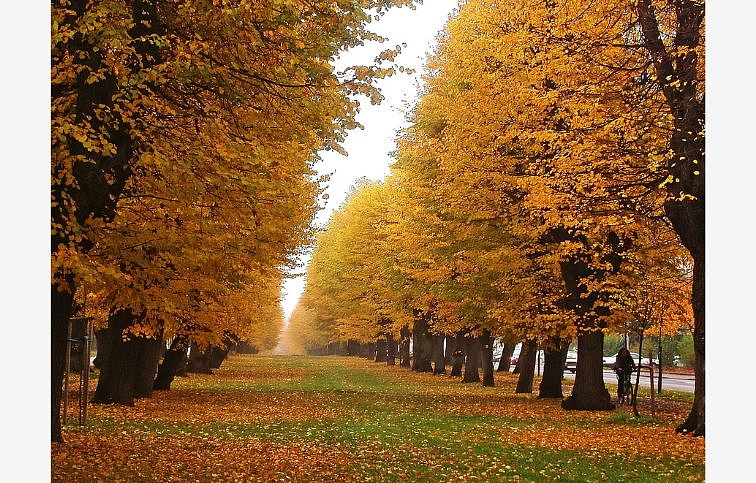 Lipa malolistá Winter Orange 140-175 cm, rozvetvená, kont. 25 l