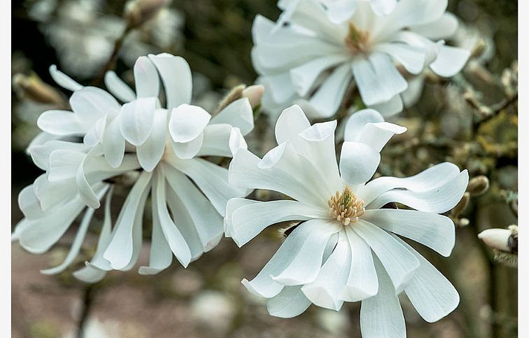 Magnólia Stellata 100-130cm, kont. 10 l