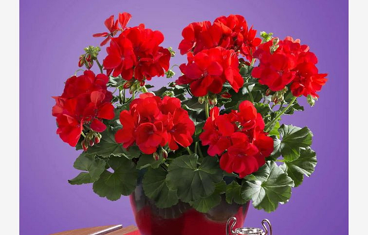 Muškát medzidruhový Champion Fire Red - Pelargonium, kont. 0,7 l