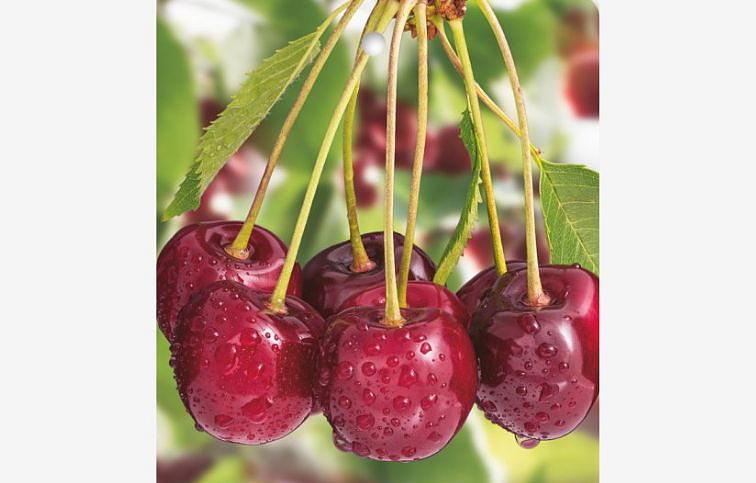 Čerešňa Sunburst na cca 100-110cm kmeni, výška 140-160cm, obv. km. 6-8cm, kont. 10 l