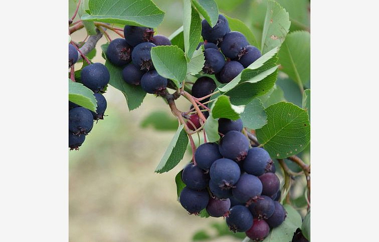 Muchovník Thiessen 30-40 cm, kont. 1-2 l - Amelanchier