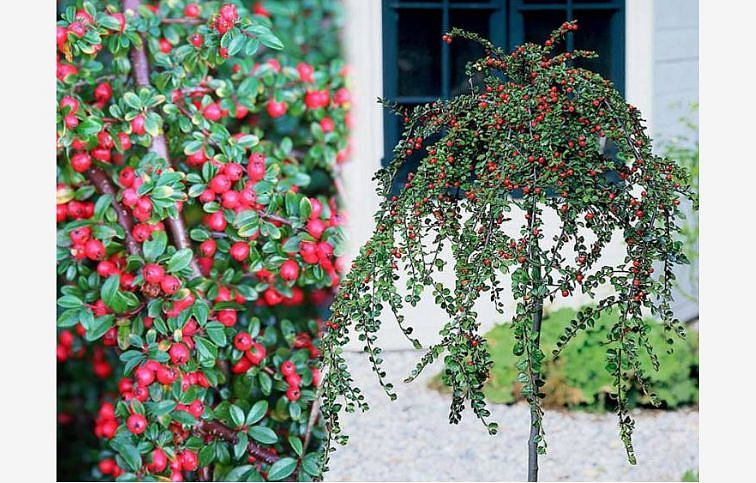 Skalník damerov Streibs Findling na kmienku 90-100 cm, kont. C3