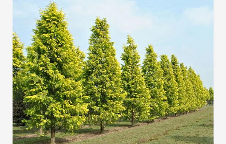 Metasekvoja čínska Gold Rush 220-240 cm, kont. 20 l