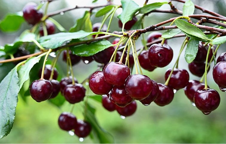 Višňa Groniasta, podp. Colt, voľnok.