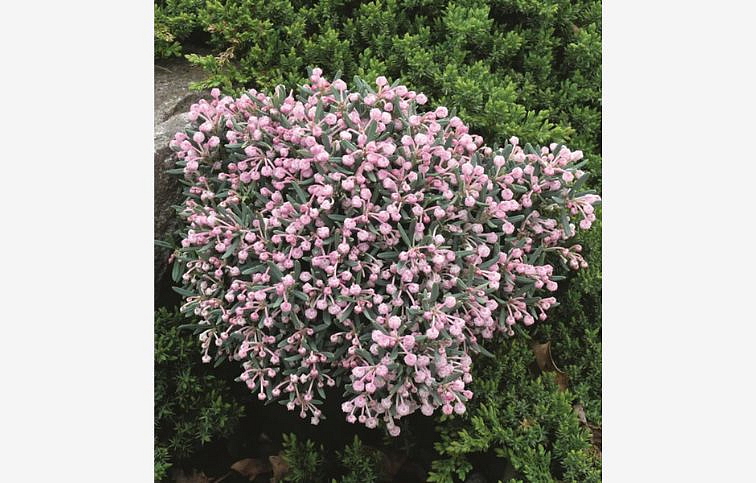 Andromédka sivolistá Blue Ice 10-20cm - Andromeda polifolia kont. 1,5 l