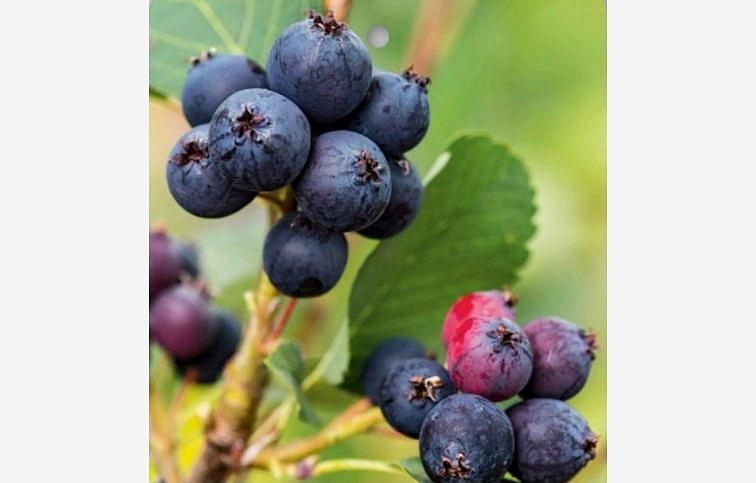 Muchovník jelšolistý Northline 50-80 cm, kont. 1-2 l - Amelanchier