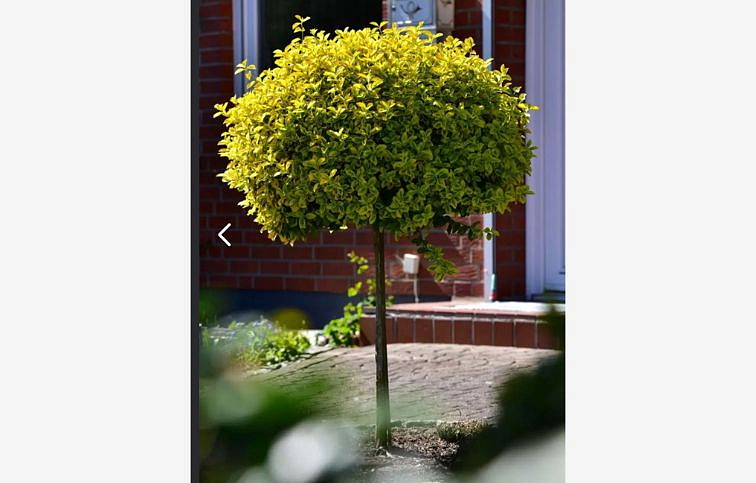 Bršlen japonský AUREA na kmienku, výška 60-80 cm, kont. 7-9 l