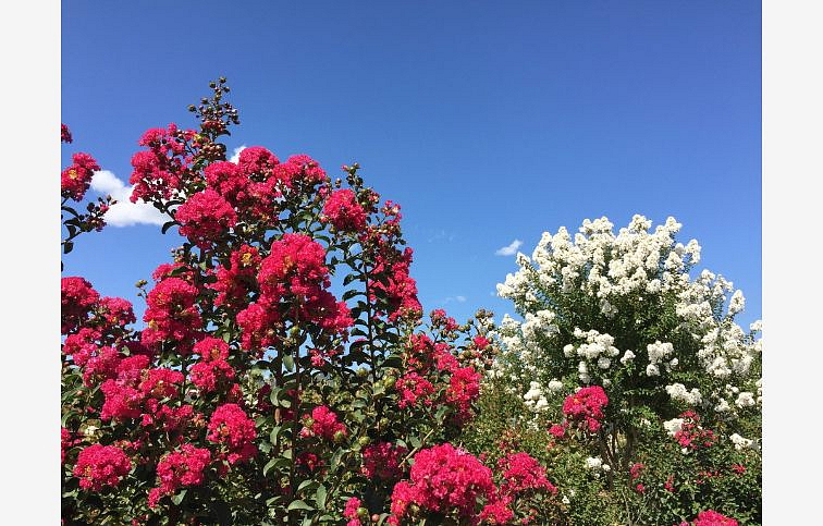 Myrta krepová Coccinea na kmienku, výška 250-300cm, obvod kmeňa 4-6cm, kont. 15l